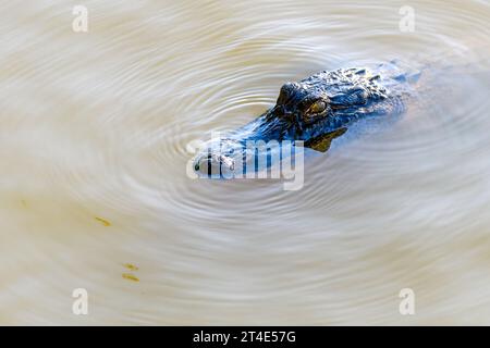 Colpo alla testa di alligatore americano che galleggia sulla superficie del lago Fausse Pointe nel bacino del fiume Atchafalaya Foto Stock