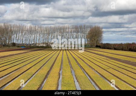 La pioggia ha inondato i campi di Hesketh Bank tra Preston e Southport visti dal King Charles 3rd Coast Path Lancashire England Foto Stock