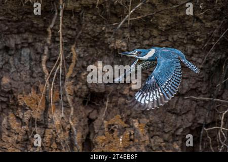 Kingfisher ad anello, Megacerlyle torquata, in volo con marcature ad anello mostrate, nel Pantanal, nel Mato grosso, in Brasile Foto Stock