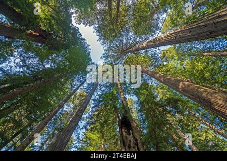 Sbircia nella foresta di sequoie costiere nel Redwood National Park in California Foto Stock