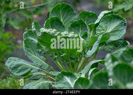 Foglie di germogli di Bruxelles (Brassica oleracea var. la gemmifera) cresce in un giardino. Foto Stock