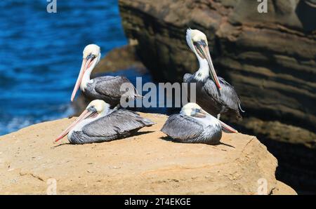 Brown Pelicans che prende il sole su una roccia sabbiosa lungo la costa di la Jolla Cove a San Diego, California. Foto Stock