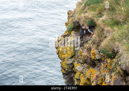 Pulcinelle di mare nella loro tana in cima alla scogliera, Látrabjarg Bird Cliffs, Westfjords, Islanda Foto Stock
