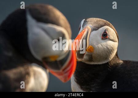 Puffins, Látrabjarg Bird Cliffs, Westfjords, Islanda Foto Stock