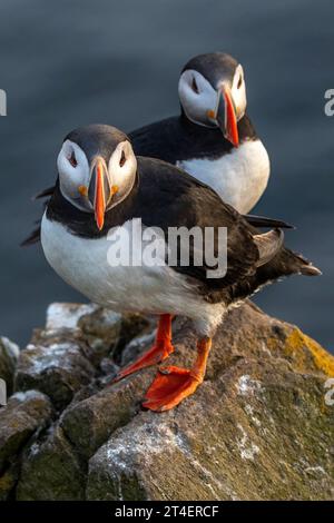 Puffins, Látrabjarg Bird Cliffs, Westfjords, Islanda Foto Stock