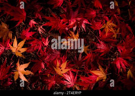 Sfondo foglie di acero di palma rosso. Arboreto autunnale. Giardino in stile giapponese Foto Stock