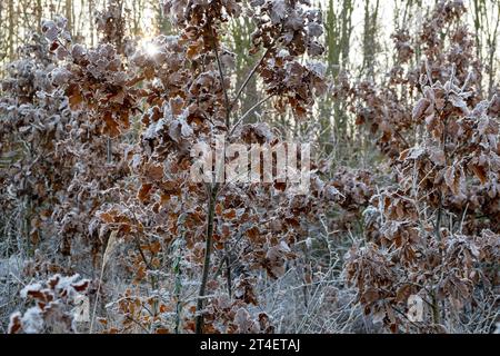 Rastrellate sulle foglie, rastrellate sulle foglie di quercia, Quercus, Oak Foto Stock