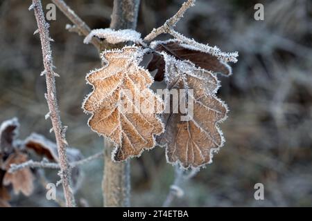 Inverno, brina sulle foglie, congelamento invernale, tempo di gelata, brina su foglie di quercia, Quercus, quercia Foto Stock