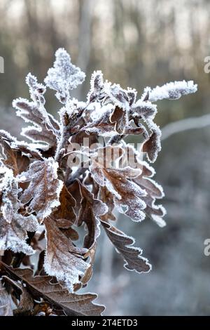 Rastrellatura sulle foglie, tempo di gelata, rovere su foglie di quercia, Quercus, quercia Foto Stock