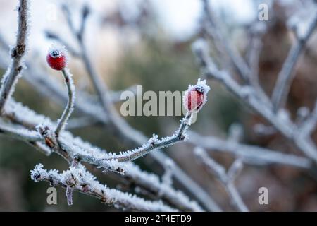 Hoarfrost su fianchi di rosa, mattinata ghiacciata, Rosa rubiginosa, ora invernale Foto Stock