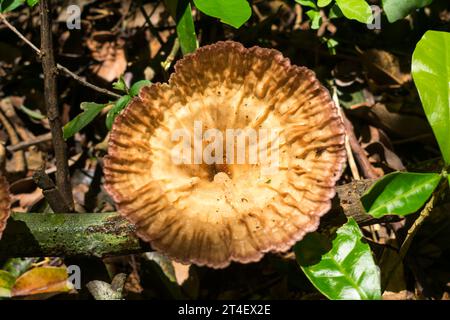 Cymatoderma caperatum fungus a Sao Francisco de Paula, nel sud del Brasile Foto Stock