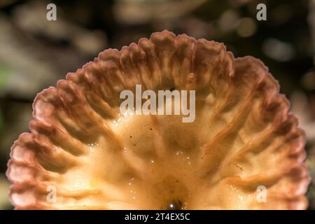 Primo piano di un fungo Cymatoderma caperatum a Sao Francisco de Paula, nel sud del Brasile Foto Stock