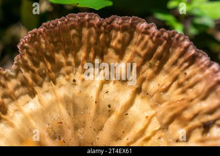 Primo piano di un fungo Cymatoderma caperatum a Sao Francisco de Paula, nel sud del Brasile Foto Stock