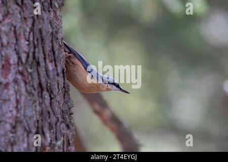 Nuthatch eurasiatico, nuthatch in legno - Sitta europaea - aggrappato a un albero Foto Stock