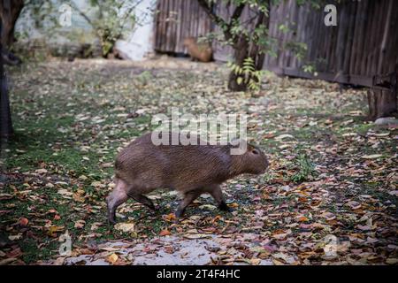 Capybara nello zoo crogiolandosi al sole in una calda giornata autunnale. Foto Stock