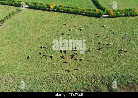 Cattle at Churchtown Dairy, Hudson, NY, USA Foto Stock