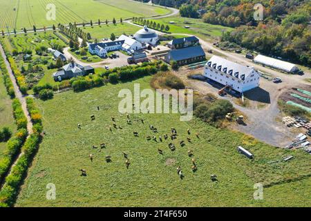 Cattle at Churchtown Dairy, Hudson, NY, USA Foto Stock