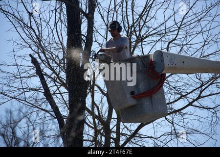 Rimozione di alberi nella contea di Greene, Maple, New York, USA Foto Stock