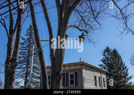 Rimozione di alberi nella contea di Greene, Maple, New York, USA Foto Stock