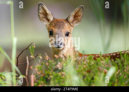 Un incontro ravvicinato con un giovane capriolo molto dolce Foto Stock