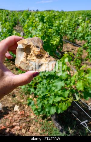 Campione di terreno, pietra focaia, vigneti di denominazione Pouilly-fumi, vinificazione di vino bianco secco da uve sauvignon blanc che crescono su diversi tipi di Foto Stock