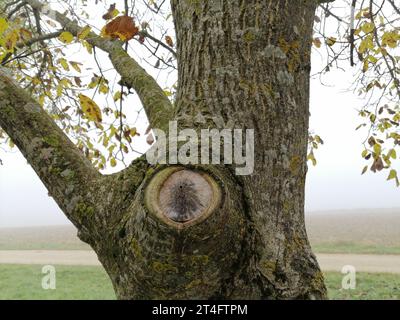 occhio di un albero in autunno nebbioso Foto Stock
