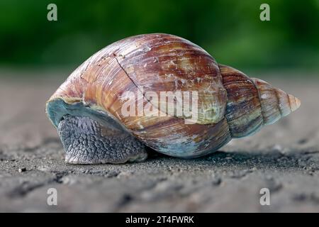 Lungo il percorso scorre una grande lumaca Foto Stock