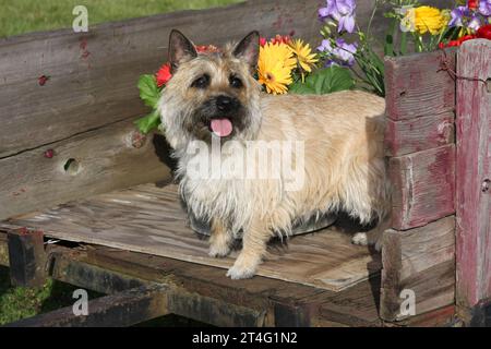 Cairn Terrier in piedi sul retro di un rimorchio vicino a secchi di fiori Foto Stock