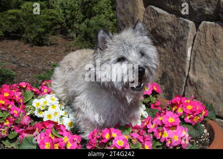 Cairn Terrier in piedi su un letto di fiori contro un muro di pietra. Verde sullo sfondo Foto Stock