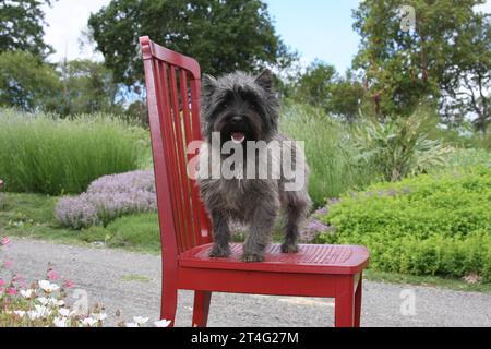 Cairn Terrier in piedi su una sedia rossa. Giardino Beautirul, alberi e cielo sullo sfondo Foto Stock