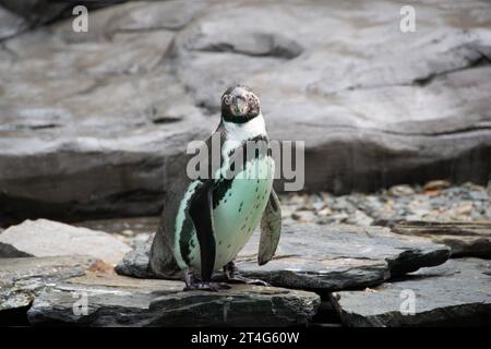 un pinguino che cammina sulle rocce. Foto della fauna selvatica di un pinguino dagli occhi gialli. Pinguino sulla roccia pronto a saltare. Foto di alta qualità Foto Stock