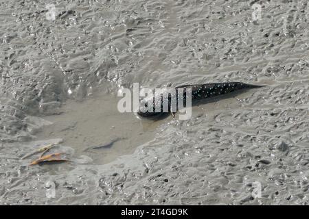 Mudskipper o pesce anfibio sul fango Foto Stock