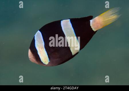 Clark, Anemonefish Amphiprion clarkii, Aer Perang sito di immersione, Lembeh Straits, Sulawesi, Indonesia Foto Stock