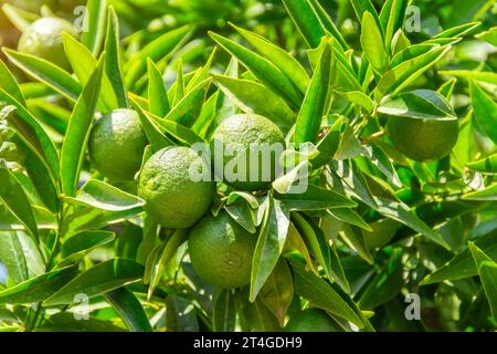 Arance verdi, mandarini, calamondine, pompelmo, calce, citrofurtunella su un ramo con foglie verdi. Frutta non matura in giardino. Foto Stock