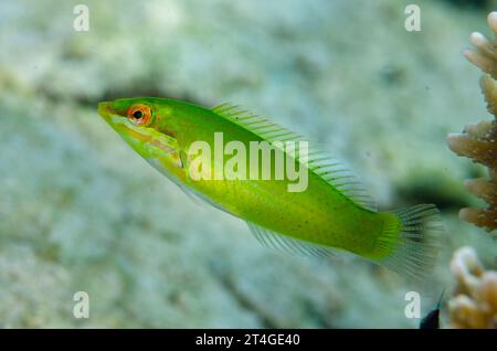 Giovani Wrasse verde pastello, Halichoeres chloropterus, Serena West, stretto di Lembeh, Sulawesi, Indonesia Foto Stock