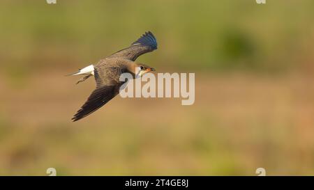 Volo Oriental Pratincole su sfondo sfocato Foto Stock