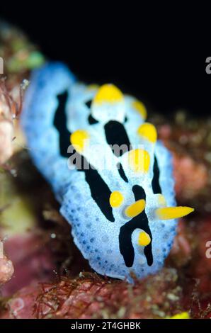 Varicose Phyllidia Nudibranch, Phyllidia varicosa, sito di immersione Batu Angus, stretto di Lembeh, Sulawesi, Indonesia Foto Stock