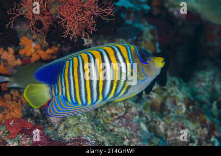 Regal Angelfish, Pygoplites diacanthus, Eagle Nest, Misool Island, Raja Ampat, West Papua, Indonesia Foto Stock