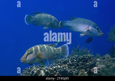 Humphead Wrasse, Cheilinus undulatus, Eagle Nest, Misool Island, Raja Ampat, West Papua, Indonesia Foto Stock