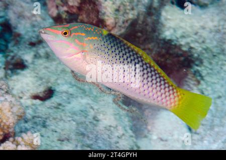 Scacchiera di Wrasse, Halichoeres hortulanus, braccio ristorante di Brittle Star, Ophiothrix sp, sito di immersione sull'isola di Suanggi, Isole banda, Indonesia, Mare di banda Foto Stock