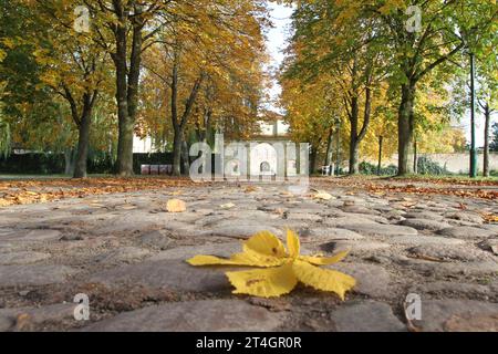 Blick am Montag 30.10.2023 a Dargun Landkreis Mecklenburgische Seenplatte auf eine herbstliche Stimmung im örtlichen Park der Kloster- und Schlossanlage. Die monumentale Anlage ging seinerzeit aus einen Zisterzienserkloster hervor. Zunächst gründeten 1172 Zisterziensermönche am heutigen Ort des Gebäudes ein Kloster. Später baute man die Klosteranlage zu einem Schloss um. 1945 wurde der Schlosskomplex ein Opfer von Brandstiftung. Nach der Wende begann man die Gebäude zu sichern und intensiv zu nutzen. Mittlerweile finden rund um die Kloster -und Schlossanlage zahlreiche Veranstaltungen statt. Foto Stock