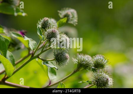 Arctium lappa - il giovane burdock parte all'inizio dell'estate. Foto Stock