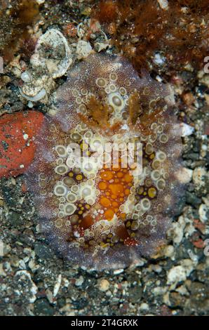 Uova fritte Hoplodoris Nudibranch, Hoplodoris estrelyado, Sidem dive site, Seraya, Karangasem, Bali, Indonesia Foto Stock