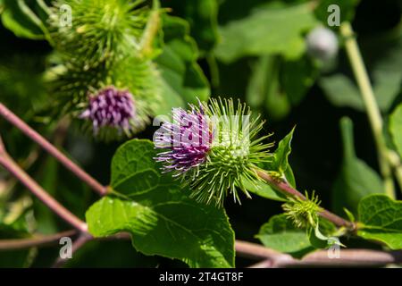 Arctium lappa - il giovane burdock parte all'inizio dell'estate. Foto Stock