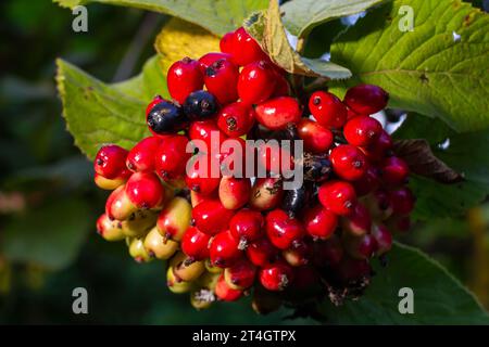 In estate, il viburnum è in fase di maturazione le bacche di Viburnum lantana a foglia intera. Foto Stock