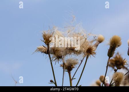 Il Cirsium arvense è una specie di piante perenni della famiglia dei cardi dell'astro. Piante autunnali con semi. Piante medicinali. Foto Stock