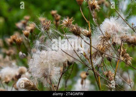 Il Cirsium arvense è una specie di piante perenni della famiglia dei cardi dell'astro. Piante autunnali con semi. Piante medicinali. Foto Stock