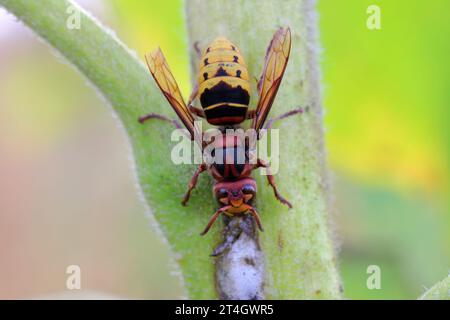 Un succo di leccata di calabrone che fuoriesce da una pianta di girasole infettata da batteri patogeni - marciume batterico del gambo Pectobacterium carotovorum. Foto Stock