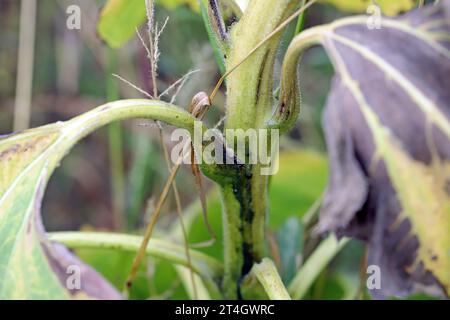 Pianta di girasole infettata da batteri patogeni - marciume batterico del gambo Pectobacterium carotovorum, subsp. Carotovorum e P. atrosepticum. Foto Stock