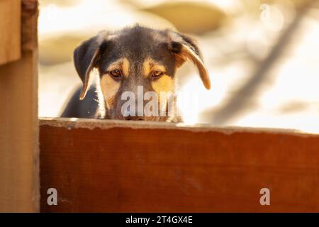 Ritratto di triste cucciolo cane in rifugio dietro recinzione in attesa da adottare Foto Stock